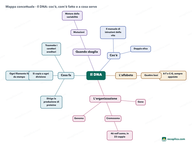 Mappa concettuale: Il DNA