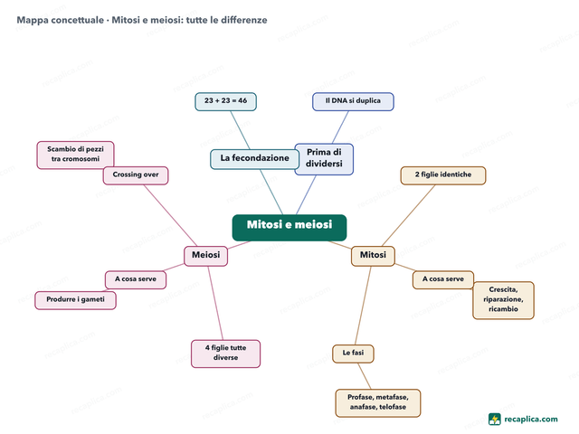 Mappa concettuale: Mitosi e meiosi