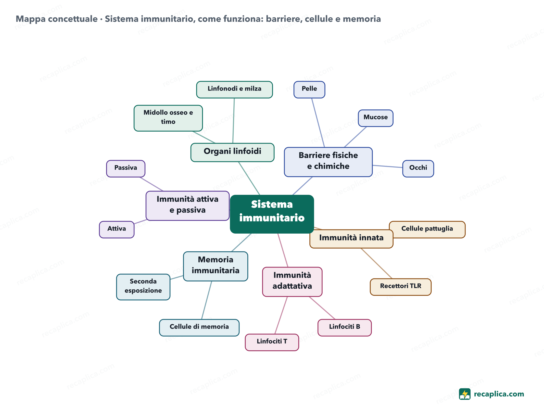 Mappa concettuale: Sistema immunitario, come funziona: barriere, cellule e memoria